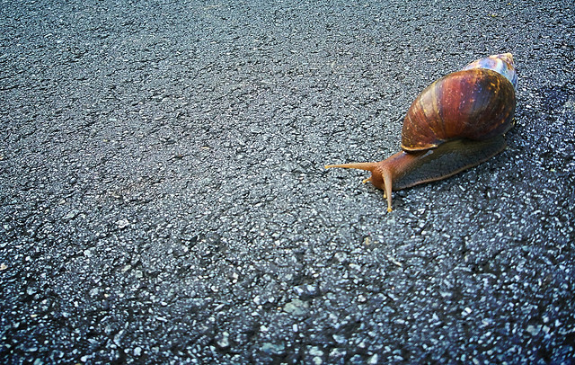 cow-running picture material