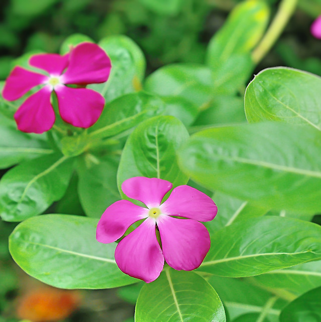 morning-flower 图片素材