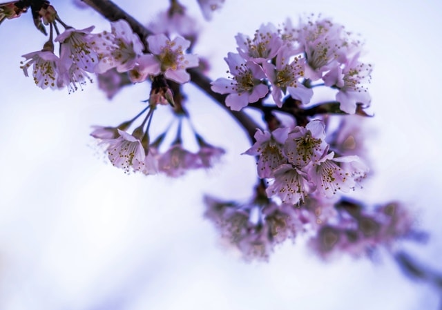 lavender-natural-flower-lilac-plant picture material