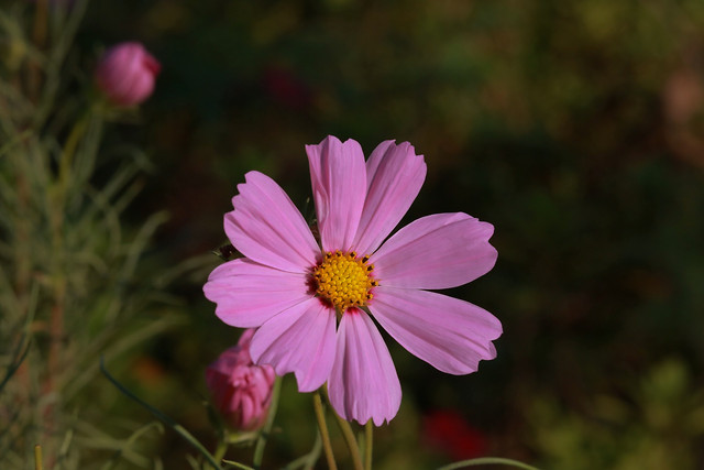 flower-flora-petal-grass-nature picture material