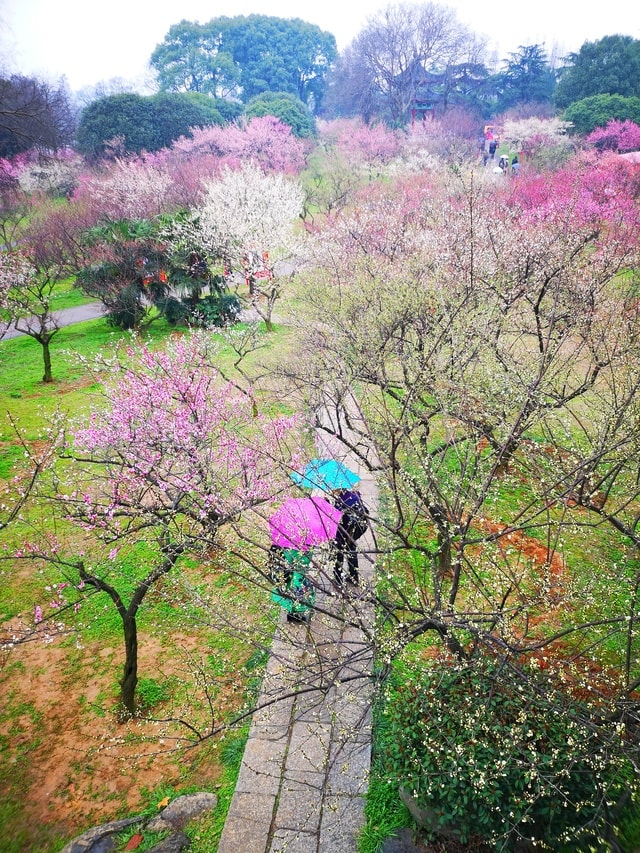 plum-blossom-umbrella-nature-tree-vegetation 图片素材