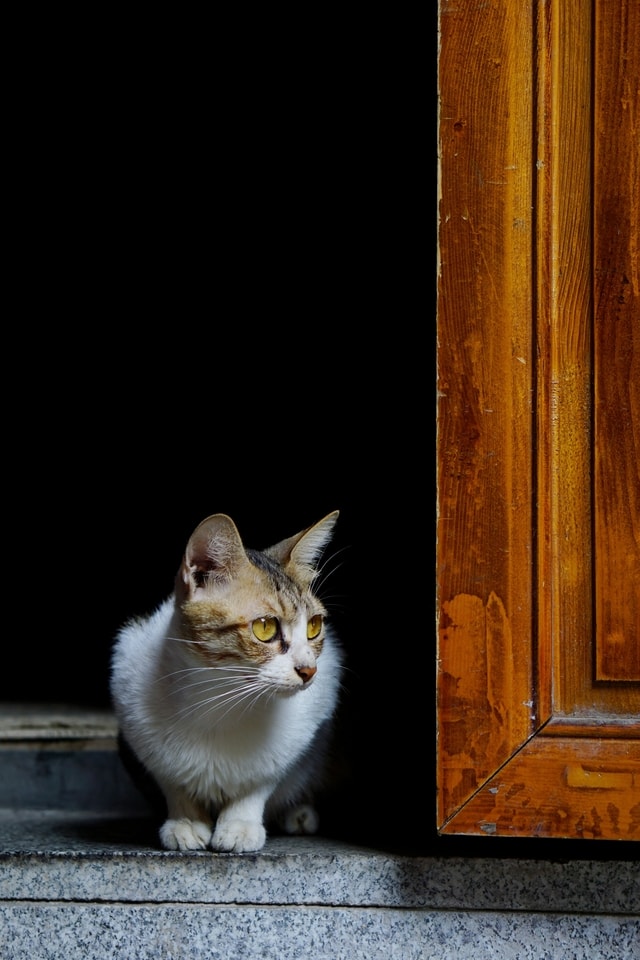 cat-small-to-medium-sized-cats-whiskers-felidae-yellow 图片素材