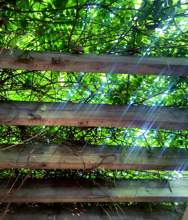 wood-leaf-tree-nature-flora 图片素材