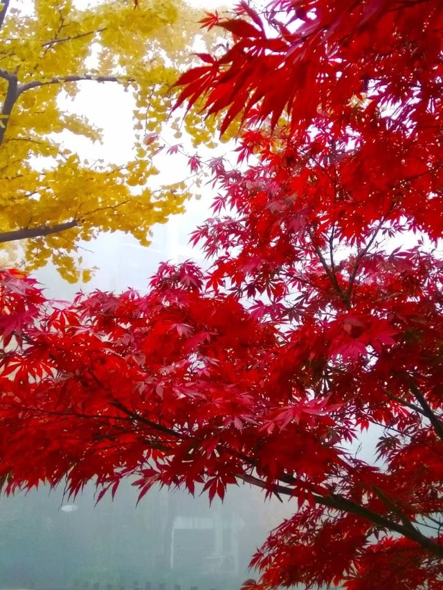 tree-nature-leaf-branch-natural 图片素材