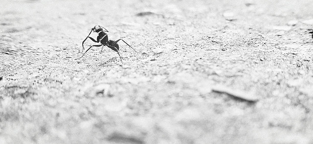 sand-monochrome-beach-nature-no-person picture material