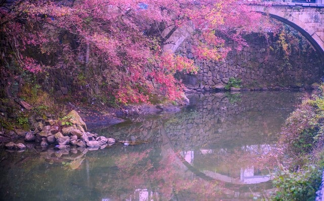 nature-water-river-tree-leaf picture material