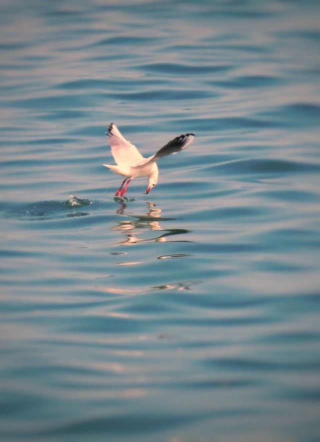 bird-water-beak-seabird-water-bird 图片素材