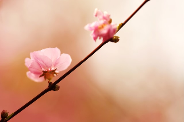 flower-pink-blossom-petal-branch picture material