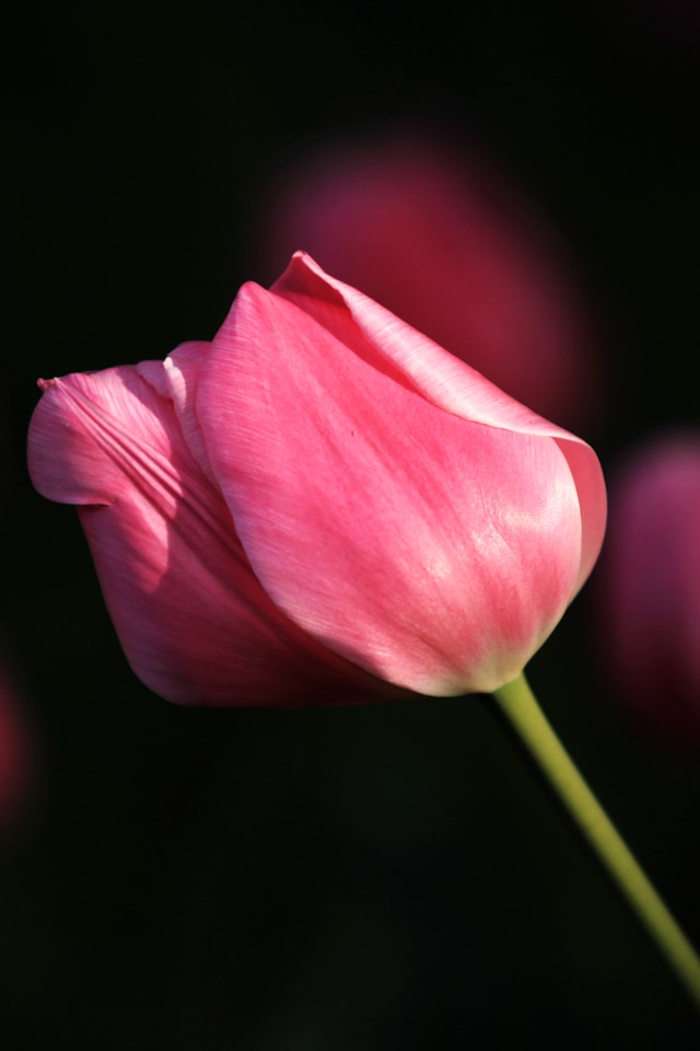 petal-pink-flower-red-flowering-plant picture material