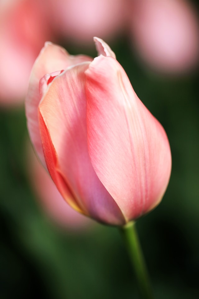 flower-flowering-plant-petal-pink-tulip picture material