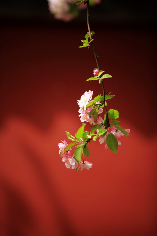 flower-plant-pink-flowering-plant-spring picture material