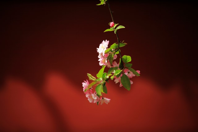 flower-pink-plant-branch-spring picture material