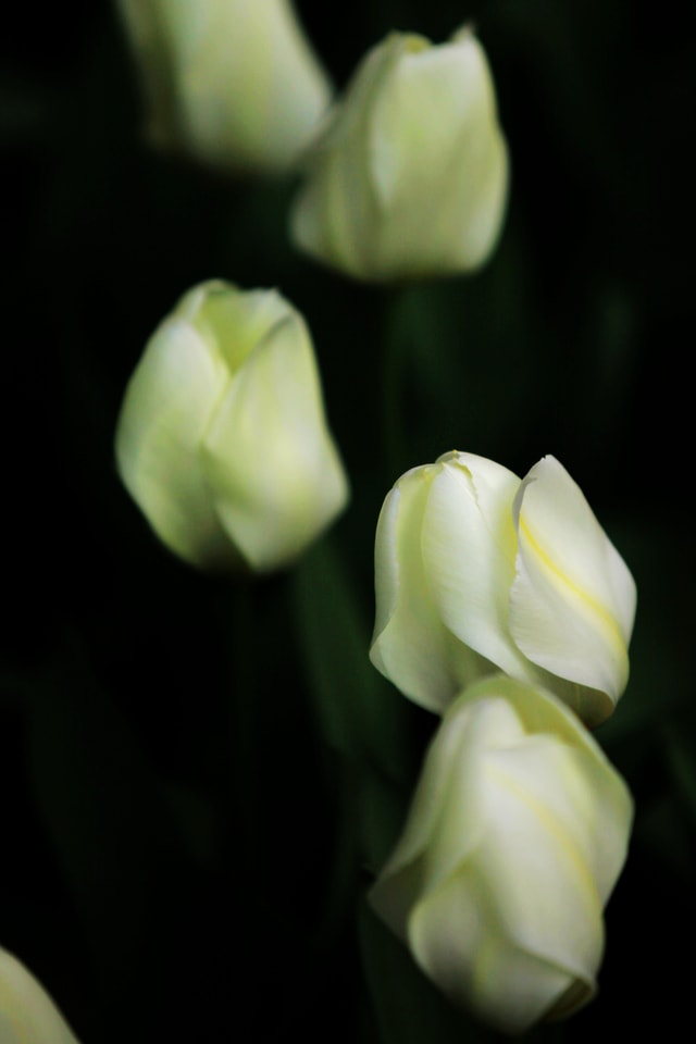 flower-white-petal-plant-flowering-plant 图片素材