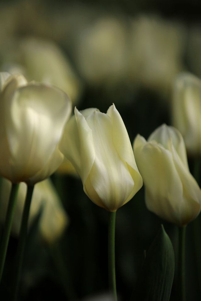 white-petal-flower-tulip-plant 图片素材