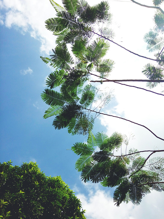 凤凰木下的蓝天 图片素材