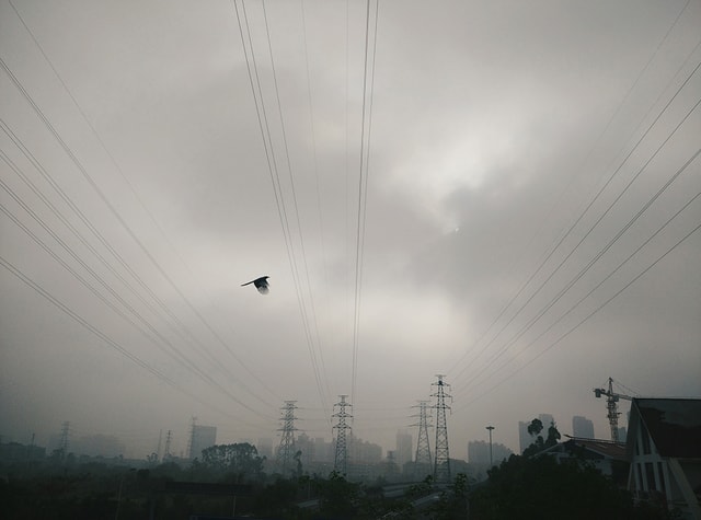 sky-flying-bird-cloud-atmosphere-overhead-power-line 图片素材