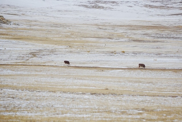 natural-wood-beige-hardwood-wood-stain 图片素材