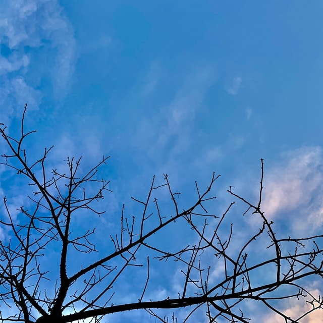 sky-blue-branch-tree-cloud 图片素材