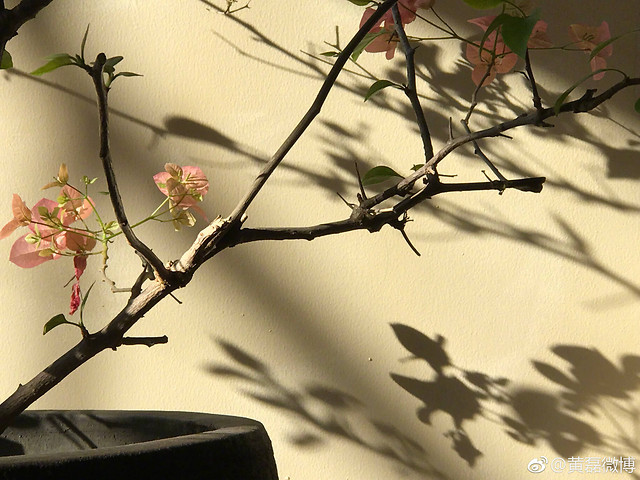 flower-tree-branch-nature-leaf 图片素材