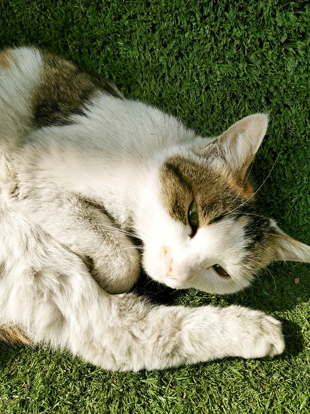 猫-草地 图片素材