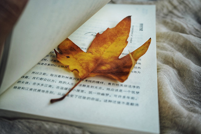 leaf-no-person-paper-business-document picture material