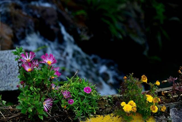 ancient-village-flower 图片素材