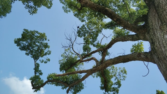 feng-shui-tree picture material