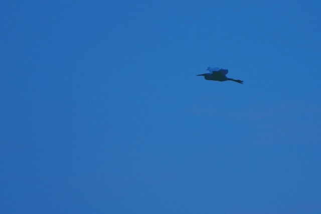 seagull-flying-in-the-blue-sky 图片素材