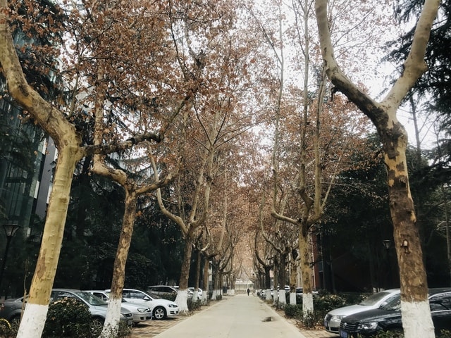 tree-woody-plant-sky-winter-branch 图片素材