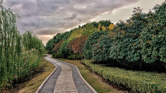 road-tree-sky-leaf-landscape picture material