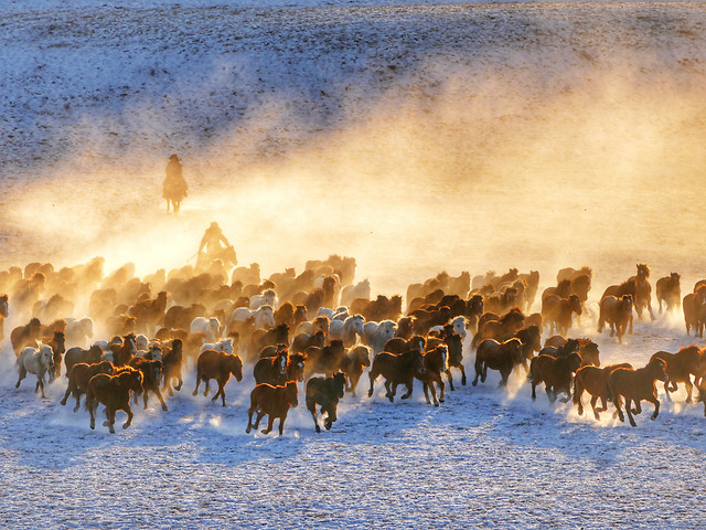 mammal-group-no-person-herd-people 图片素材