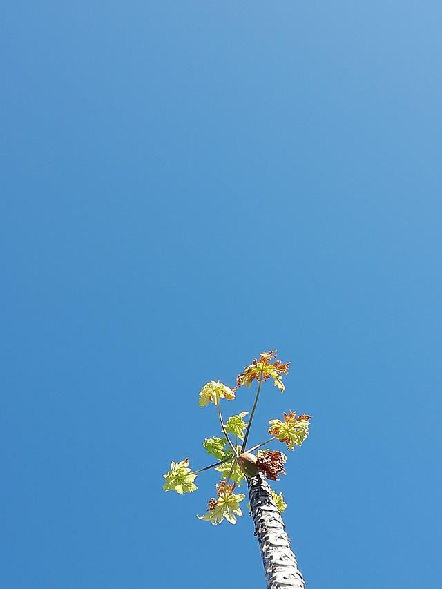 no-person-nature-blue-sky-sky-summer picture material