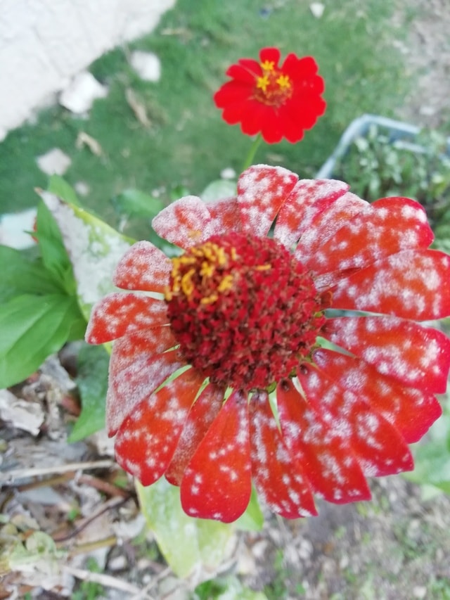 flower-flora-petal-red-plague 图片素材