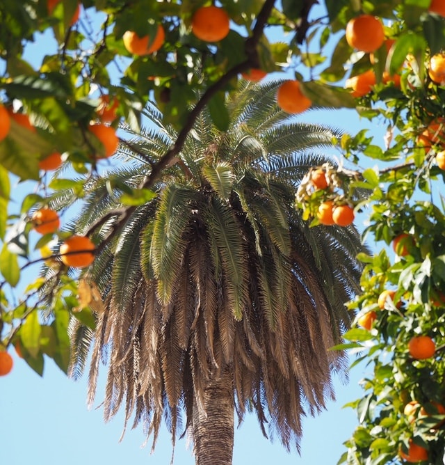 tree-plant-woody-plant-flower-palm-tree 图片素材