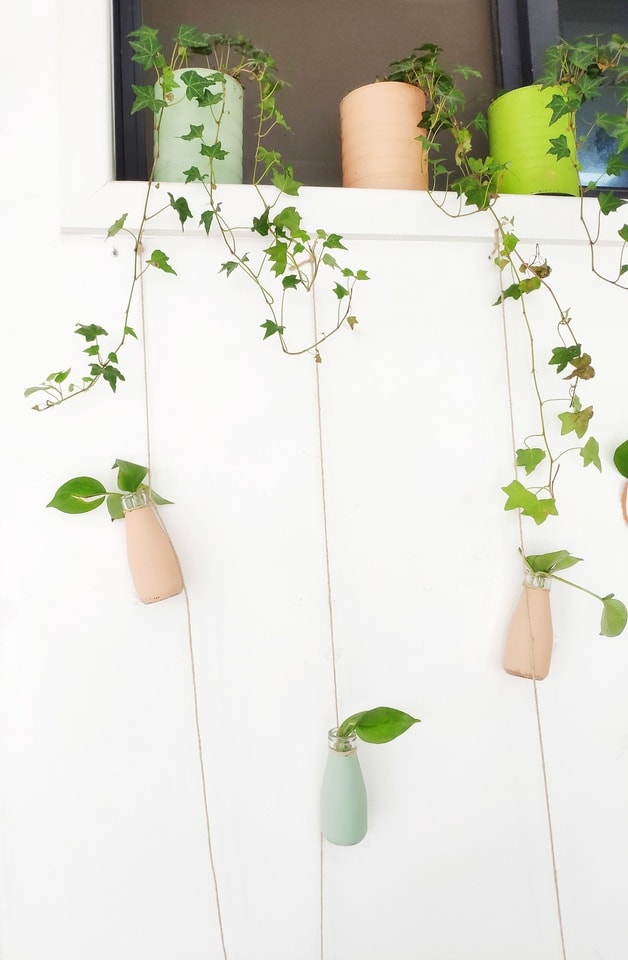 green-flowerpot-plant-flower-houseplant picture material