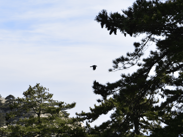 sky-tree-bird-branch-landscape 图片素材