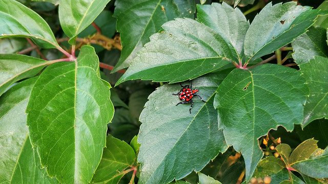 绿虫 图片素材