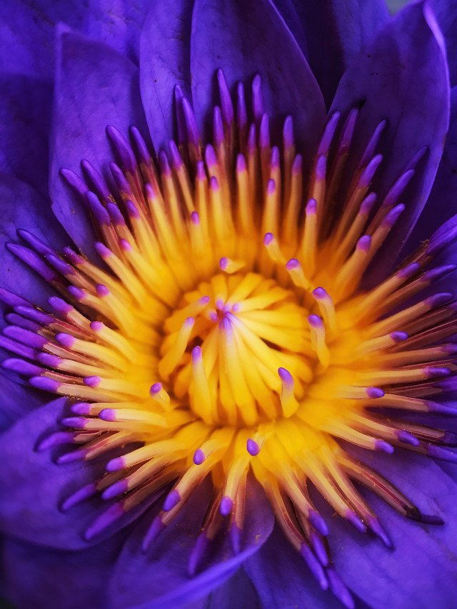 flower-flora-petal-nature-garden 图片素材