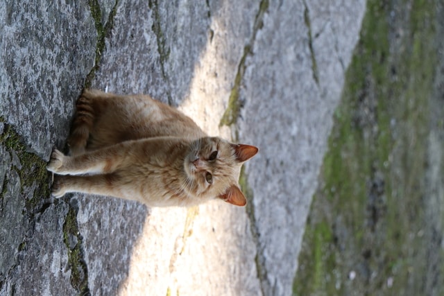 cat-mammal-small-to-medium-sized-cats-felidae-whiskers 图片素材