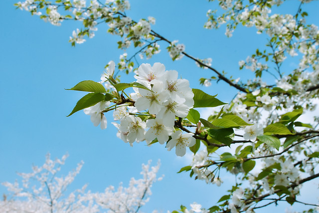 wuhan-blue-sky-and-cherry-blossoms-in-april picture material