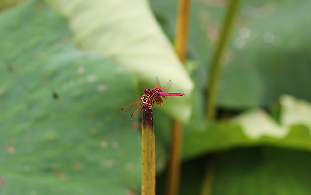 red-dragonfly 图片素材