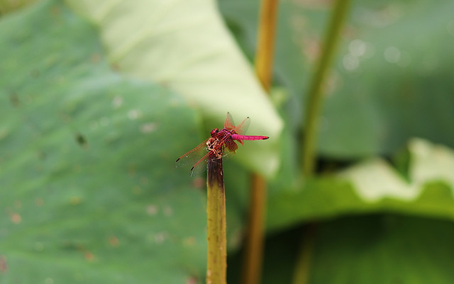 red-dragonfly picture material