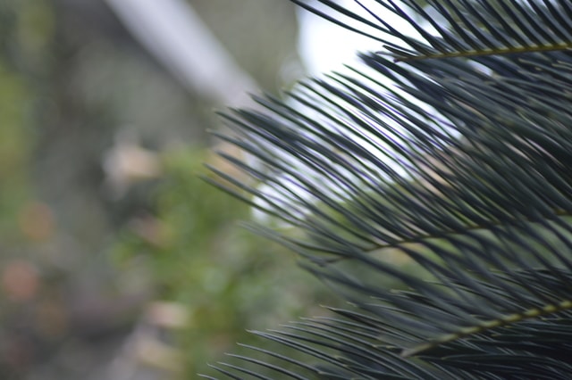 leaf-flora-tree-branch-backyard 图片素材