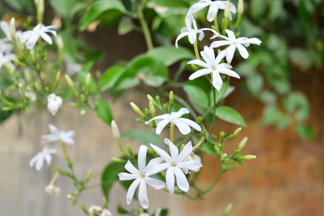 flower-flora-jasmine-white-nature picture material