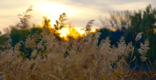 autumn-rhyme-7 picture material