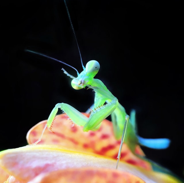 insect-invertebrate-mantis-nature-no-person 图片素材