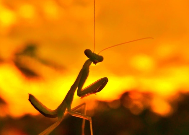 insect-mantis-invertebrate-no-person-blur picture material