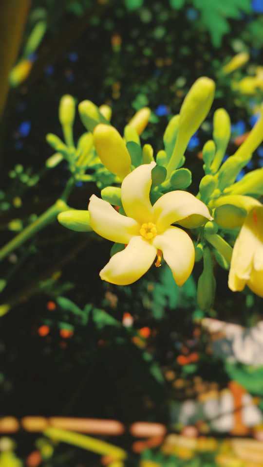 nature-flower-no-person-plant-leaf 图片素材