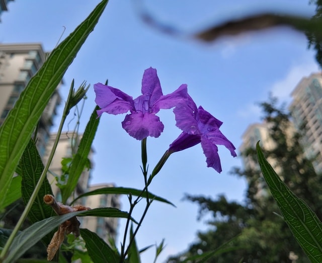 small-flower picture material