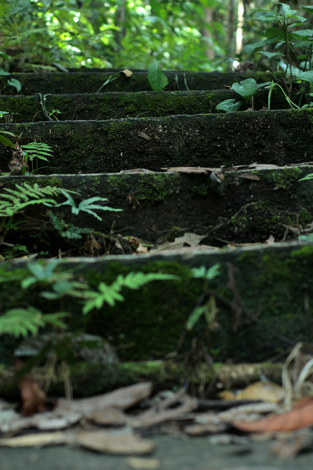 wood-nature-leaf-tree-flora picture material